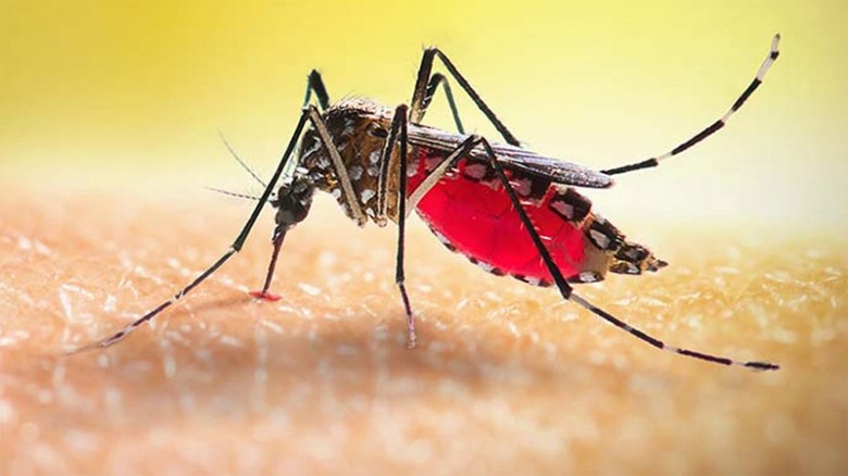 ডেঙ্গু জ্বরে আরও ২ জনের মৃত্যু, হাসপাতালে ভর্তি ৩৩০ জন
