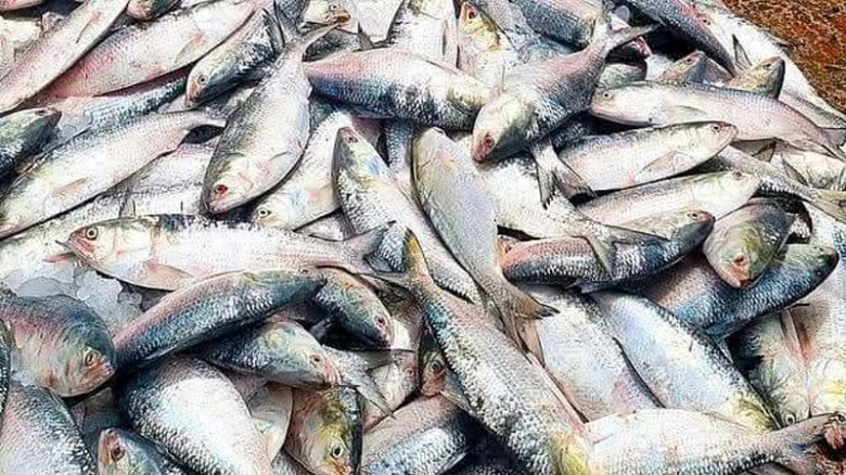 পাবনায় ইলিশ সংরক্ষন অভিযানে দুর্নীতি, হিসাব মিলছে...