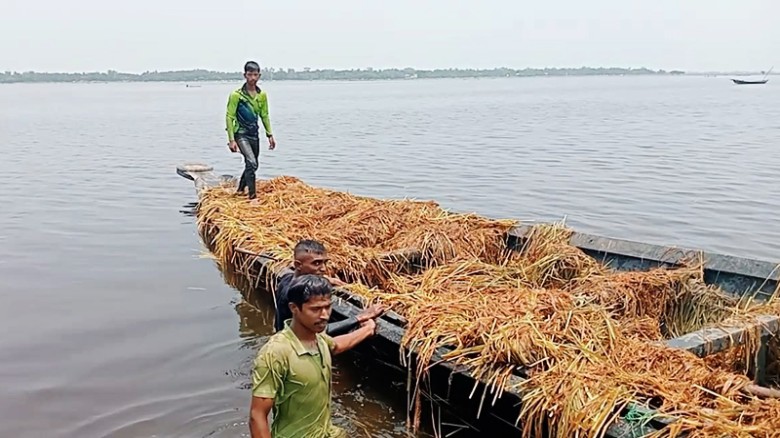 দিরাইয়ের বরাম হাওরে কৃষকদের ধান লুটের অভিযোগ, আতঙ্...