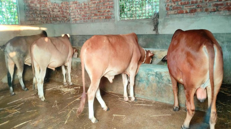 কোরবানির ঈদে দেবীগঞ্জে পশুর জোগান বেশি, বাইরের হাটে বিক্রির সম্ভাবনা