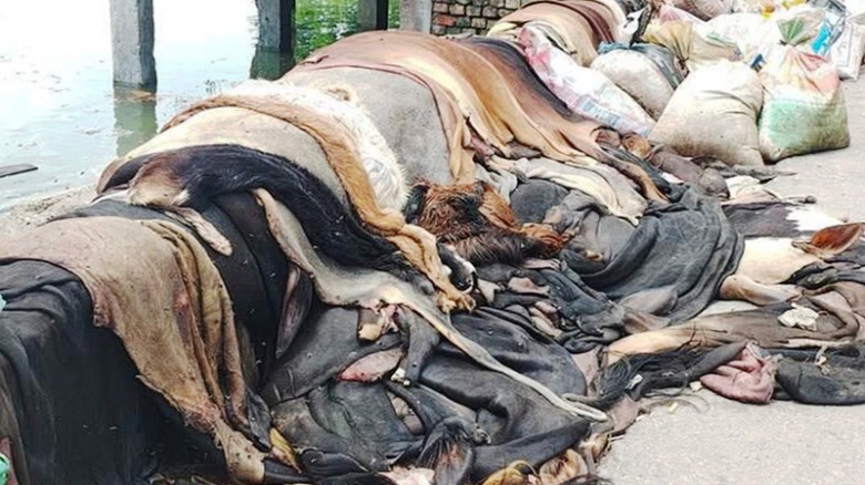 কোরবানির চামড়ায় ধস, নামমাত্র দামে বিক্রি করে হতাশ মৌসুমি ব্যবসায়ীরা